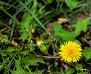 Bumble Bee Flying By A Dandelion 