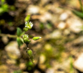 White Wild Flower