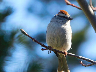 Common redpoll sitting in a tree 