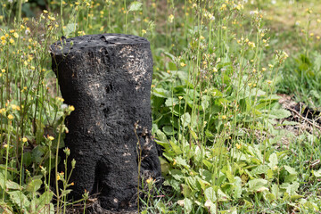 Photo of tree stump covered with engine lubricant, surrounded by undergrowth.