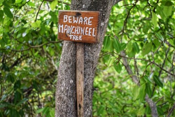 Beware of Manchineel Tree Sign on a Manchineel Tree Bark in the Petit Carenage Sanctuary,...