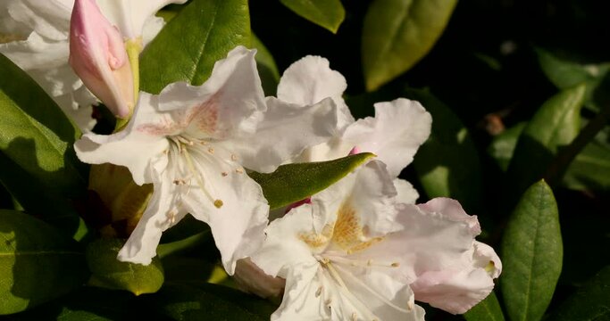 Close up video with white flowers and a honey bee