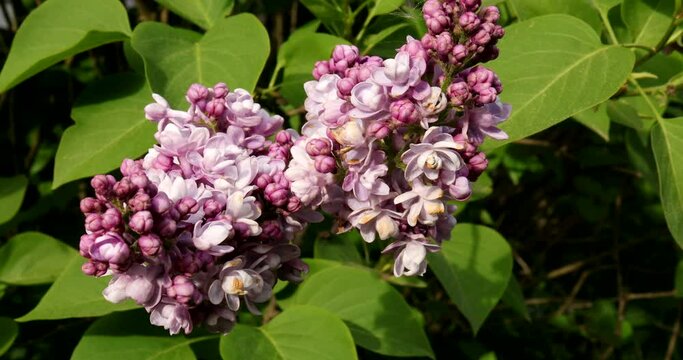 Close up footage video with blooming purple lilacs.gently moved by the wind