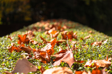 autumn leaves on the grass