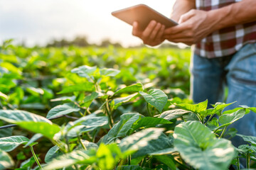 Male farmer holding tablet on soybean farm agricultural field, Technology agriculture farming concept