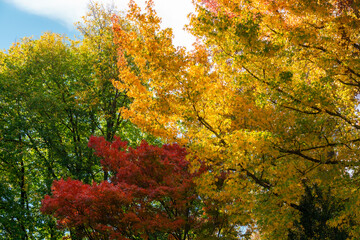 autumn leaves in the forest