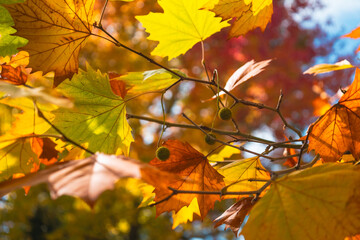 autumn leaves in the sun