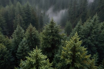 evergreen forest view from overhead