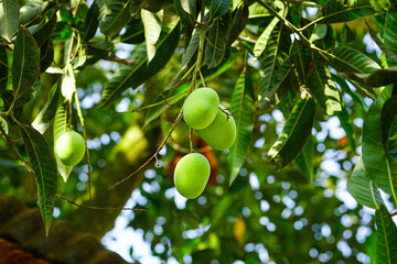 Bunch of green mangoes hanging on tree