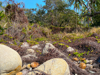 
Rainforest on the coast. Rocky coast of Mexico.