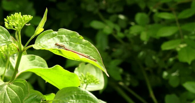 A small dragonfly rests on a green leaf, which sways gently in the wind