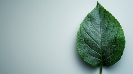 Single green leaf on a light grey background. Botanical illustration with copy space for environmental and nature-related design.