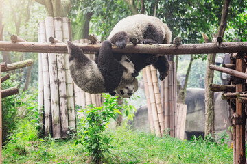 Giant Panda bears play with each other on the tree trunk.