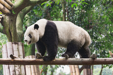 Giant Panda on the tree trunk in the park.