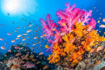 Vibrant coral reef teeming with exotic sea creatures