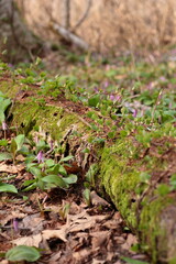 林に群生するカタクリ