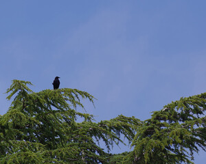 Black crow on a tree top