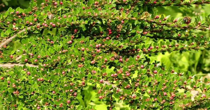 A branch of creeping cotoneaster sways in the wind - some honey bees are pollinating the flowers - nice background