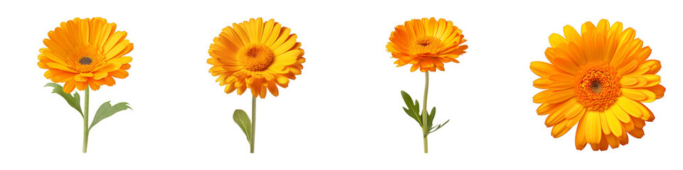 Collection of Calendula isolated on transparent png background. Generative ai