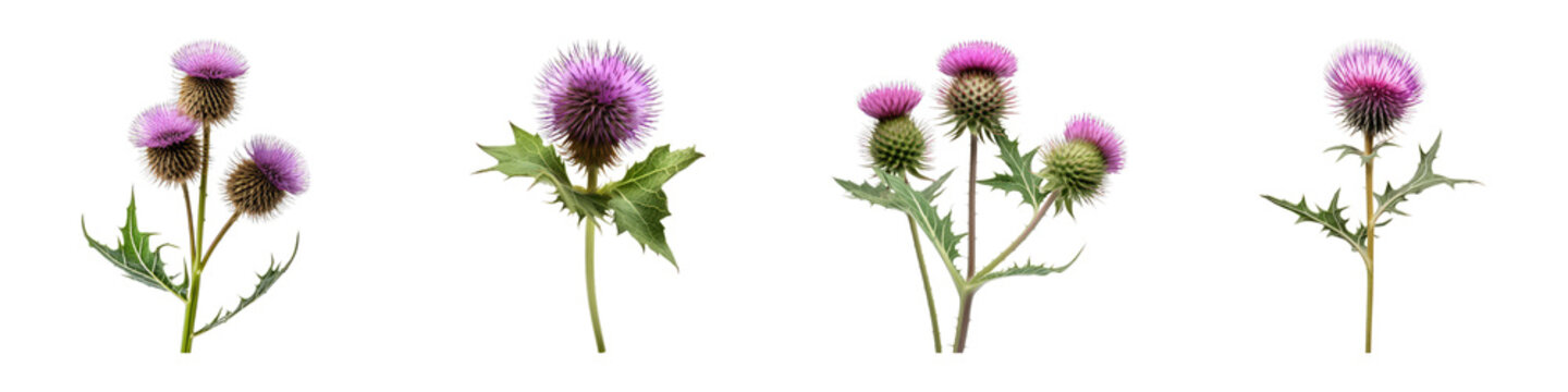 Collection of Burdock isolated on transparent png background. Generative ai