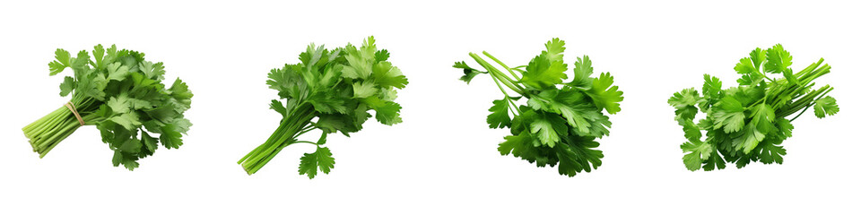 Collection of Cilantro isolated on transparent png background. Generative ai