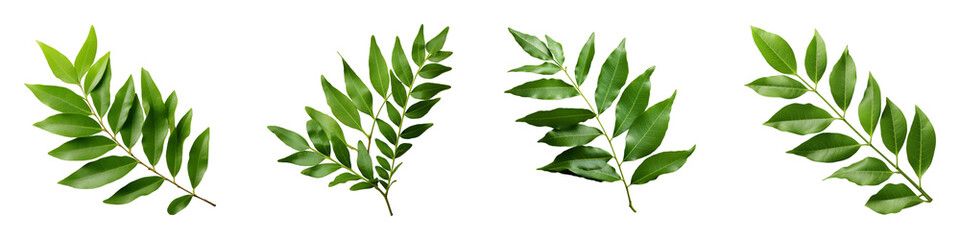 Collection of Curry Leaves isolated on transparent png background. Generative ai