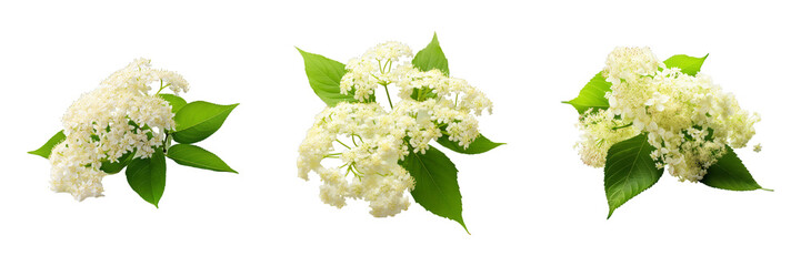 Collection of Elderflower isolated on transparent png background. Generative ai