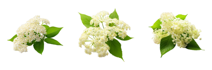 Collection of Elderflower isolated on transparent png background. Generative ai