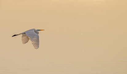 Closeup of a white heron, or great egret, flying low over a lake at sunset.