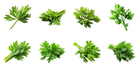 Collection of Lovage isolated on transparent png background. Generative ai