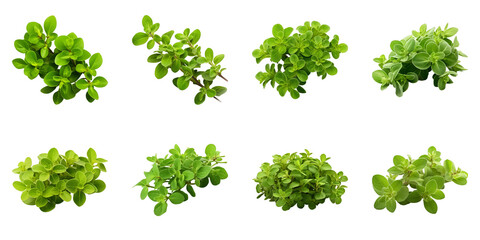Fototapeta premium Collection of Marjoram isolated on transparent png background. Generative ai