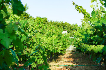 Fototapeta na wymiar ワイン用のぶどうを育てるワイン畑の植物