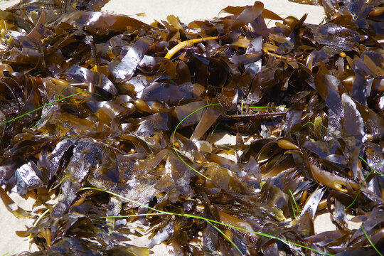 Pile of kelp on a California ocean beach
