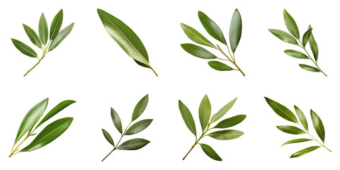 Collection of Olive Leaf isolated on transparent png background. Generative ai