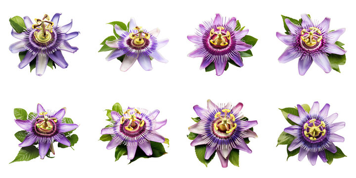 Collection of Passionflower isolated on transparent png background. Generative ai
