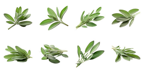 Collection of Sage isolated on transparent png background. Generative ai