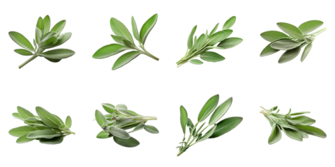 Collection of Sage isolated on transparent png background. Generative ai