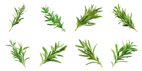 Collection of Tarragon isolated on transparent png background. Generative ai
