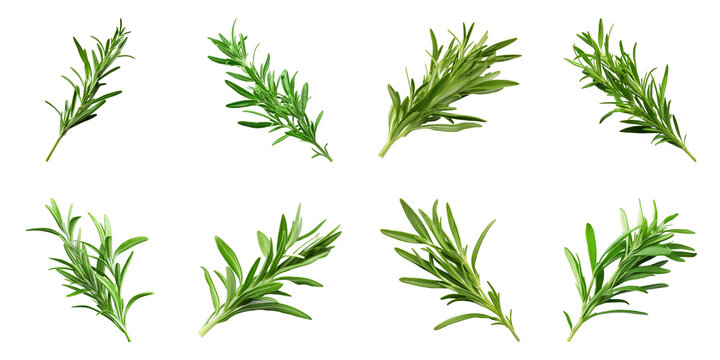 Collection of Tarragon isolated on transparent png background. Generative ai