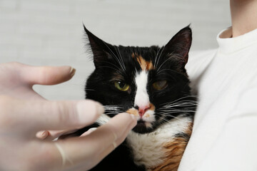Veterinarian examining cute cat with corneal opacity on blurred background, closeup