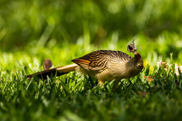 Anu-branco comendo um inseto, um besouro / Guira Cuckoo eating a bug, a beetle. 