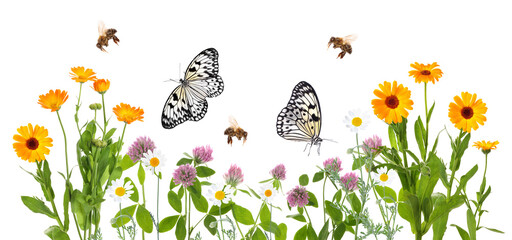 Beautiful meadow flowers, flying butterflies and bees isolated on white, banner design