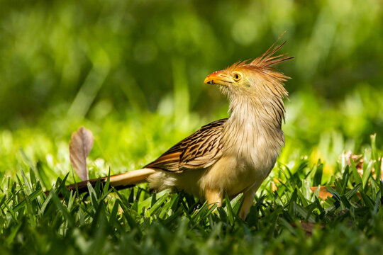 Anu-branco, ave brsileira, pousado na grama / Guira Cuckoo, brazilian bird, perched on the grass