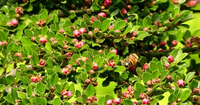 Close up of a branch of creeping cotoneaster sways in the wind - some honey bees are pollinating the flowers - nice background