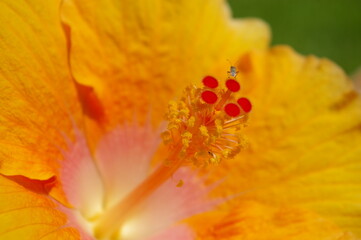 Insecto pequeño en la flor de primavera, imagen macro, naturaleza