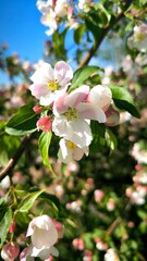 Beautiful Spring Apple tree flowers blossom, close up. Spring flowering apple tree on a background of blue sky at sunset. Spring orchard branches sway in the wind