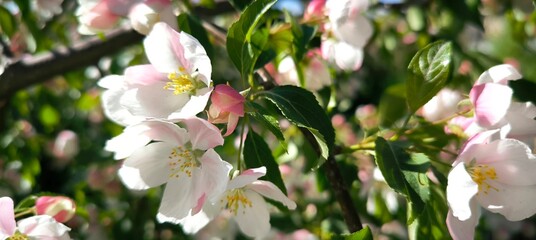 Beautiful Spring Apple tree flowers blossom, close up. Spring flowering apple tree on a background of blue sky at sunset. Spring orchard branches sway in the wind