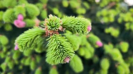 Young green shoots on branches coniferous trees.Growing pine fir tree garden going spring...