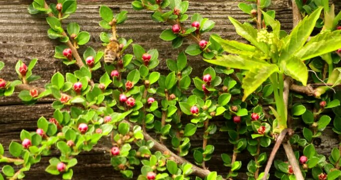 A honey bee is busy pollinating the flowers of creeping cotoneaster in front of a wall made of old wooden boards 