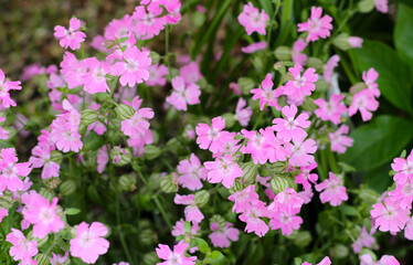 Silene pendula pink flower in the garden